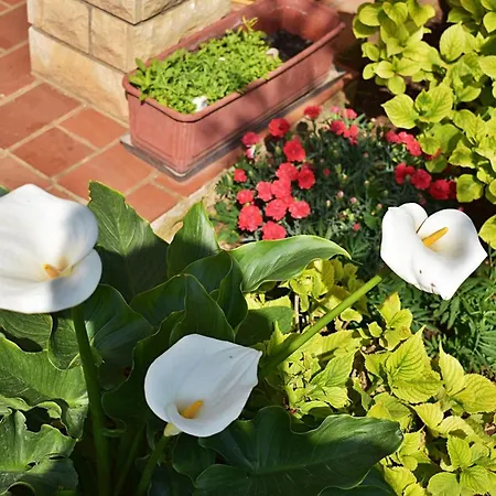 Apartment Flower Garden Rhapsody - Modern Family Near